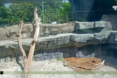 Snow Leopards, Melbourne Zoo