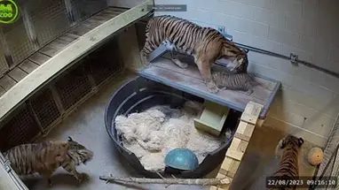 मेम्फिस चिड़ियाघर शावक, टेनेसी लाइव वेबकैम प्रसारण