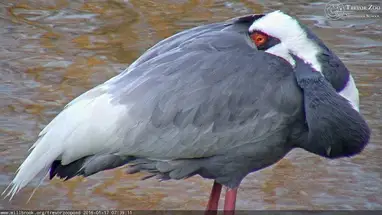 トレバー動物園の池、ミルブルック ウェブカメラのライブストリーム