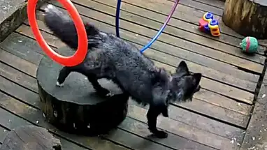 Vườn thú nhỏ của Trung tâm Sinh học và Môi trường ở Petrozavodsk phát trực tiếp qua webcam