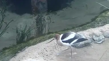 Aviario, Acuario de la Bahía de Monterey cámara web en vivo