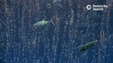 Open Sea, Monterey Bay Aquarium Live Cam
