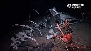 Örümcek Yengeçler, Monterey Körfezi Akvaryumu canlı web kamerası