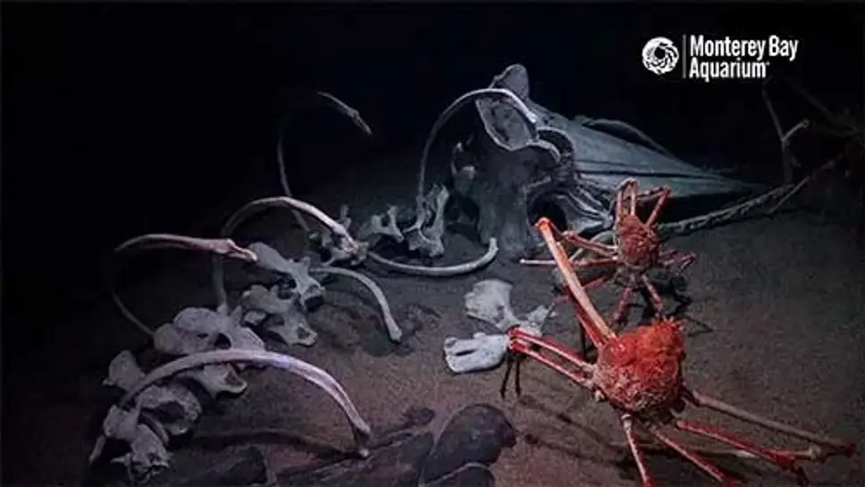 Live cam Spider Crabs, Monterey Bay Aquarium