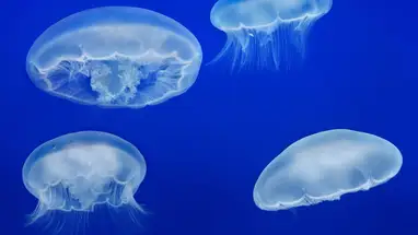 Moon Jelly Live Cam