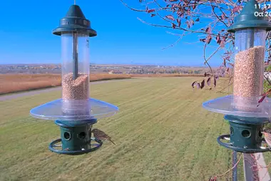 Vogelvoederplaats met bergzicht, Okotoks