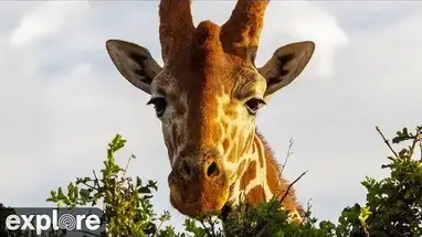 Afrika Nehri, Mpala Araştırma Merkezi canlı web kamerası