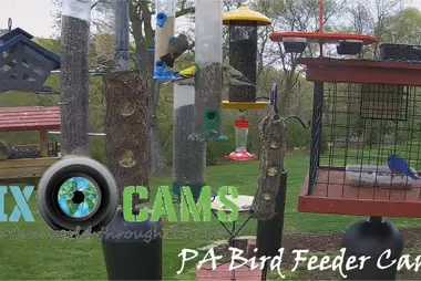 PA Bird Feeder Cam, Murrysville