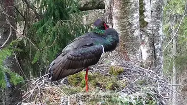 Nest of Black storks, Estonia Live Cam