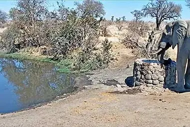 Naledi Dam Wildlife, Limpopo