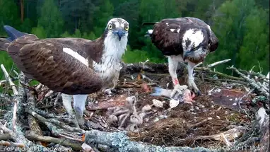 ऑस्प्रे घोंसला, नेपिवोड्ज़को-रामुका वन लाइव वेबकैम प्रसारण