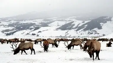 Le refuge national des wapitis webcam en direct