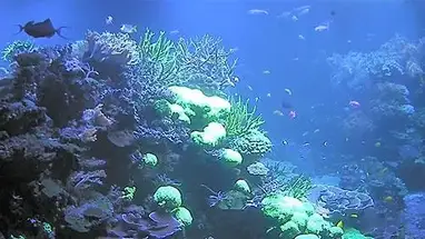 수족관, 카를스루에 자연사 박물관(Staatliches Museum für Naturkunde Karlsruhe) 웹캠 라이브 스트림