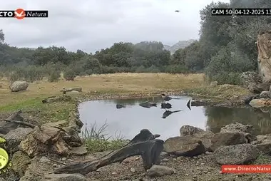 Сендеро Виво, Навалагамелла