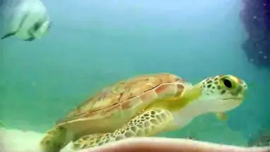 纳瓦拉海滩海洋科学站 在线网络摄像头