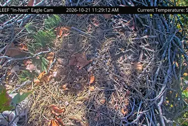 Bald Eagles Nest, view 2, South Bend