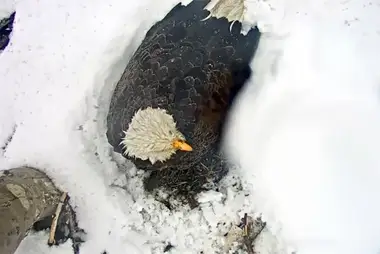 Гнездо белоголового орлана, вид 2, Саут-Бенд