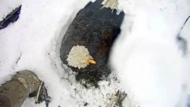 Nest der Weißkopfseeadler, Ansicht 2, South Bend Online-Webcam