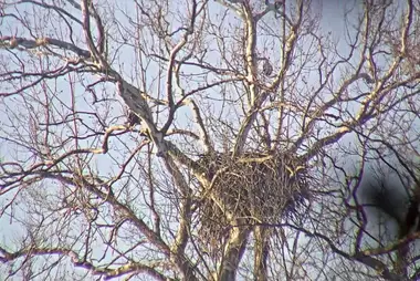 Bald Eagles Nest, South Bend