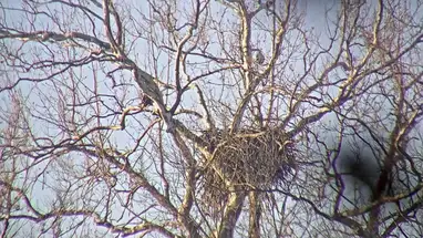 秃鹰巢,南本德 在线网络摄像头