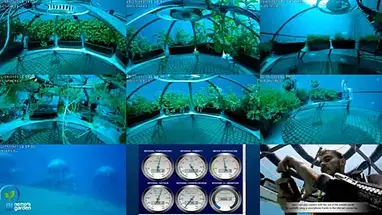 निमो का बगीचा, नोली लाइव वेबकैम प्रसारण