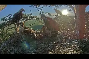 Webcam at the nest of the eastern imperial eagle in the National Park «Nizhnyaya Kama»