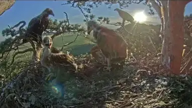 Веб-камера Гнездо солнечного орла, Нижнекамский национальный парк в реальном времени