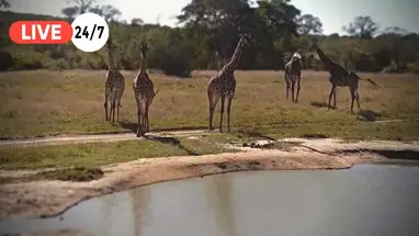 Nkorho Pan, África do Sul webcam ao vivo