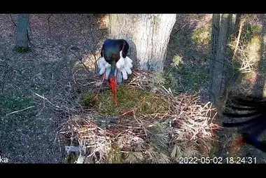Webcam at the nest of black storks, Notecka Forest, Poland
