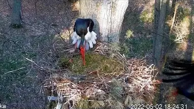 Black storks nest, Notecka Forest Live Cam