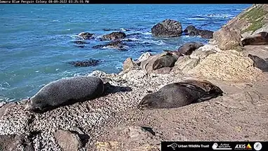 Oamaru blauwe pinguïnkolonie online-webcam