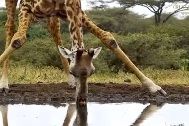 OL Dono Lodge, Kenia