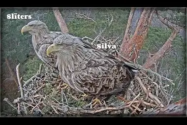 Webcam at the white-tailed eagle's nest, Kurzeme, Latvia