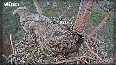 White-Tailed eagle nest, Kurzeme Live Cam