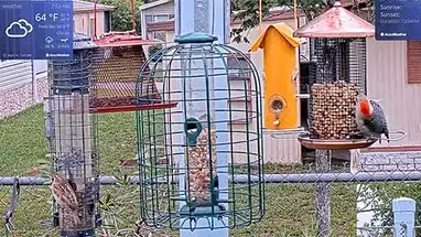 Birds feeder, Orlando Live Cam