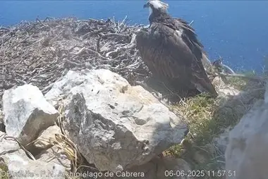 Rybrey Nest, Cabrera