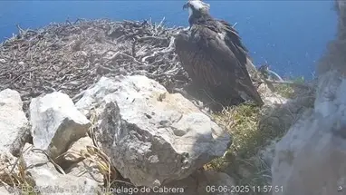 Osprey Nest, Cabrera Live Cam