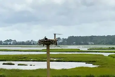 Osprey Nest, Fenwick Island