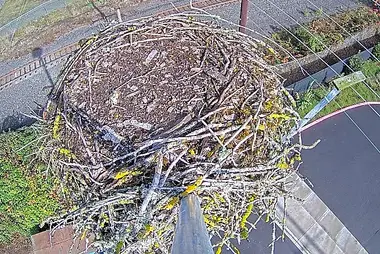 Osprey Nest, Vancouver, Washington