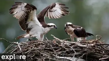 Osprey Nest, Charlo Live Cam
