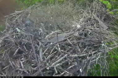 Webcam at the Osprey's Nest, Lisburg, USA