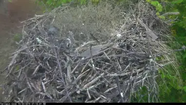 Nido del falco pescatore, Lisburg webcam dal vivo