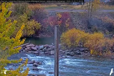 Zitstok van visarenden, Clark Fork, Missoula