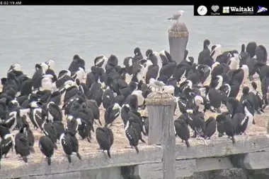 Otago Shag Sumpter Wharf Ōamaru