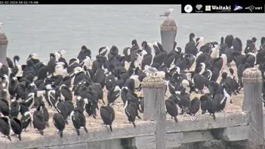 Nabrzeże Sumpter Wharf Otago Shag Ōamaru kamera na żywo