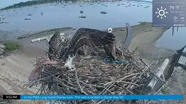 Osprey birds, Oyster Bay, New York Live Cam