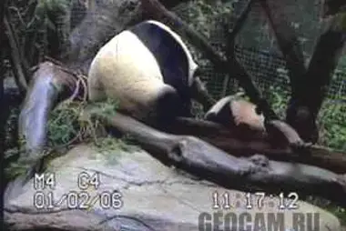 Panda, zoo de San Diego