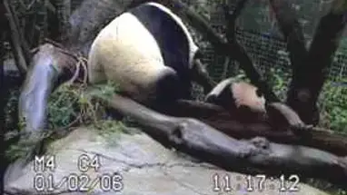 Panda, San Diego Zoo Online-Webcam