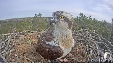 Osprey nest, Vidzeme Live Cam