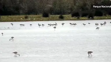 Parque Nacional de Doñana, España cámara web en vivo